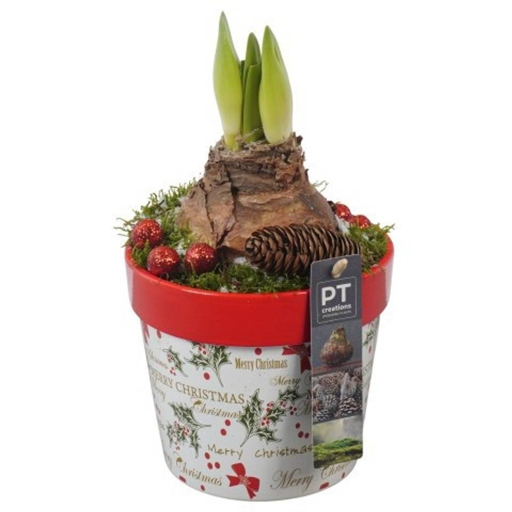 Amaryl.Arr PTACH5811 rote Bl. Weihnachten T14 H026