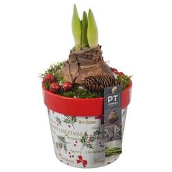 Amaryl.Arr PTACH5811 rote Bl. Weihnachten T14 H026