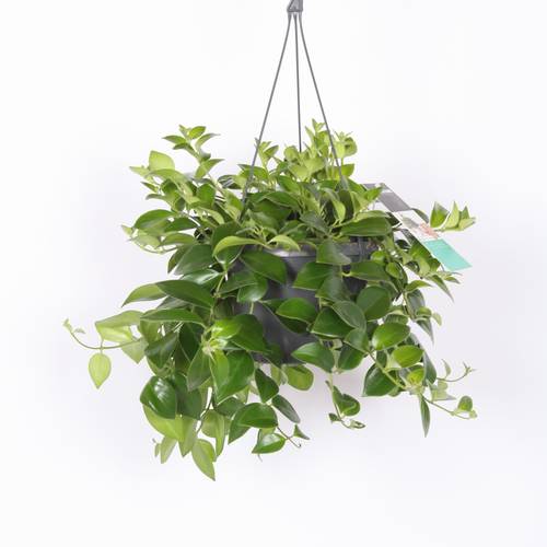 Aeschynanthus Mona Lisa Ampel T17