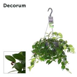 Aeschynanthus Mona Lisa Ampel T17