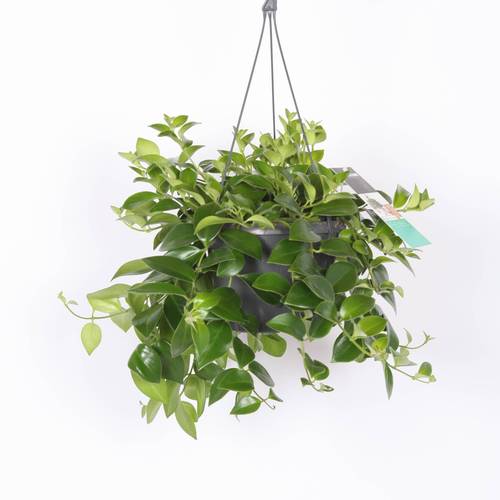 Aeschynanthus Mona Lisa Ampel T17