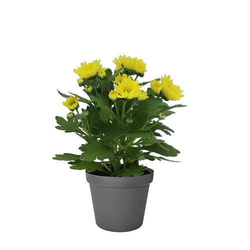 Chrys. gelb Hybrid Mini T06 H08
