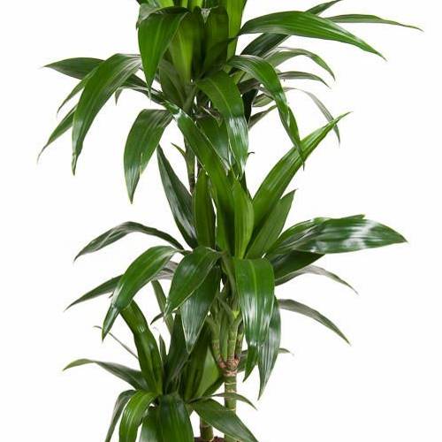 Dracaena 3er Janet 60-30-15 T21 H120