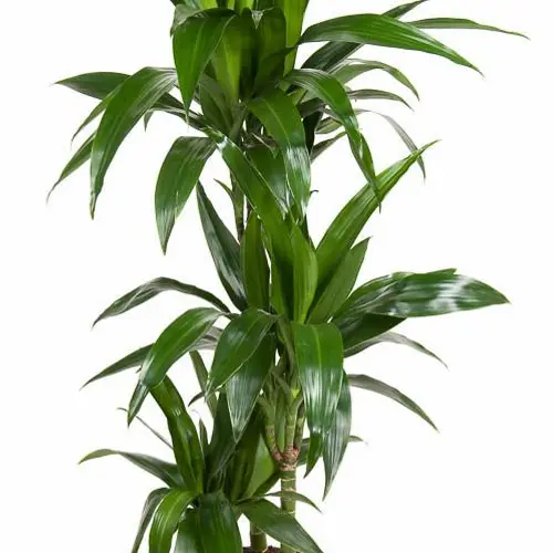 Dracaena 3er Janet 60-30-15 T21 H120