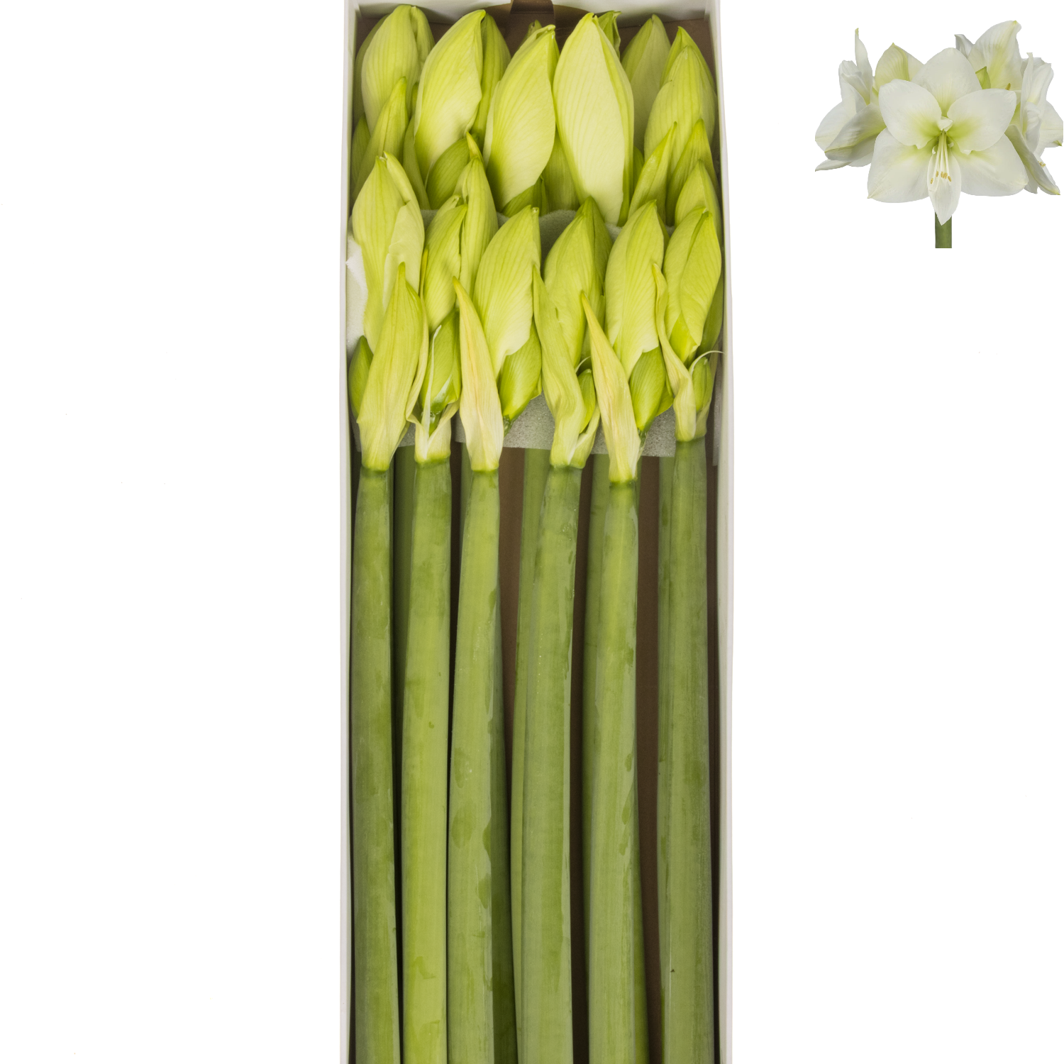 Amaryllis Krt.weiss Arinto x 10