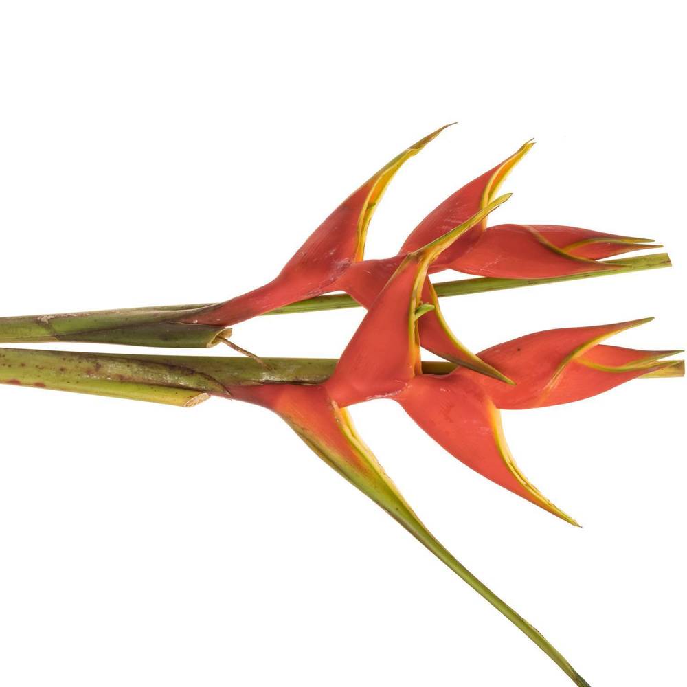 Heliconia Gross rot Wagneriana 90cm