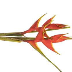 Heliconia Gross rot Wagneriana 90cm