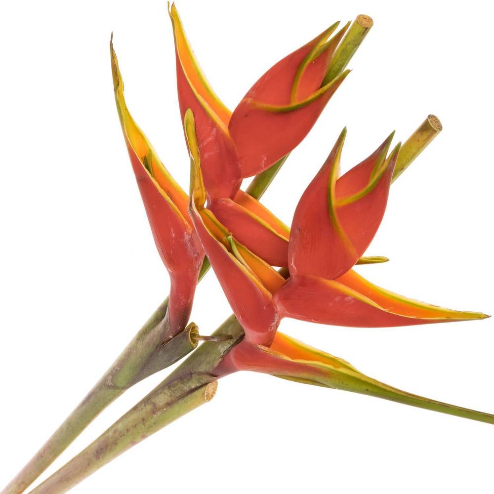 Heliconia Gross rot Wagneriana 90cm