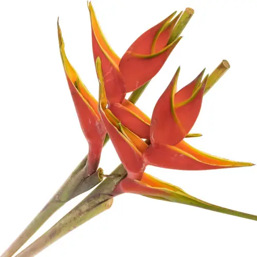 Heliconia Gross rot Wagneriana 90cm