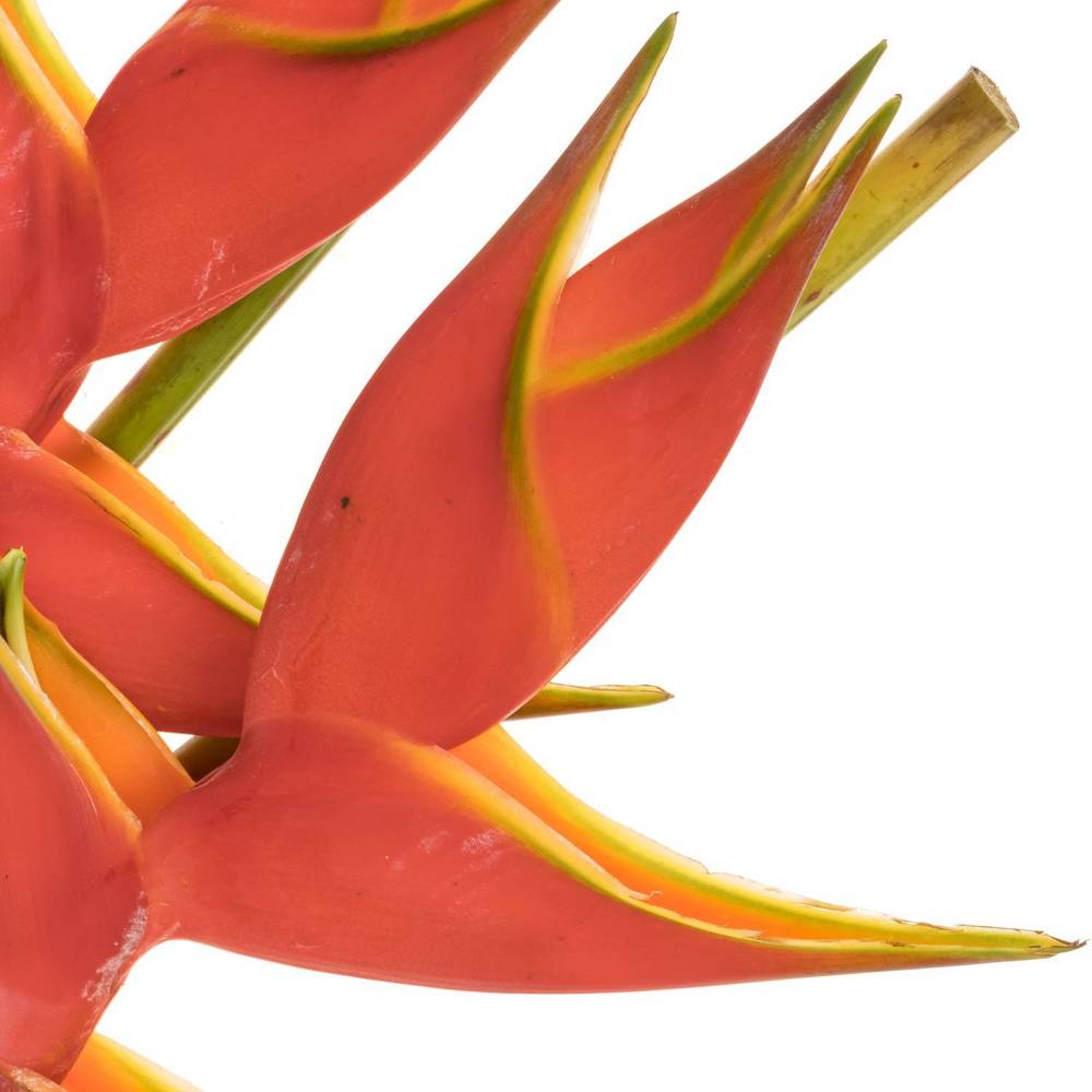 Heliconia Gross rot Wagneriana 90cm