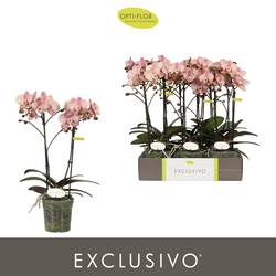 Phal.2-R rosa Jupiter Exclusivo T12 H045