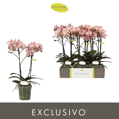 Phal.2-R rosa Jupiter Exclusivo T12 H045
