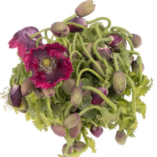 Klatschmohn rot 60
