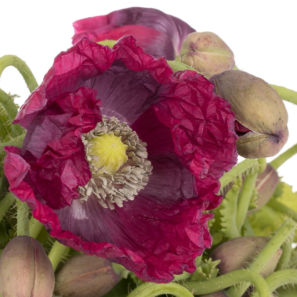 Klatschmohn rot 60