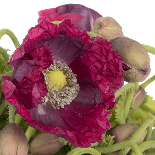 Klatschmohn rot 60