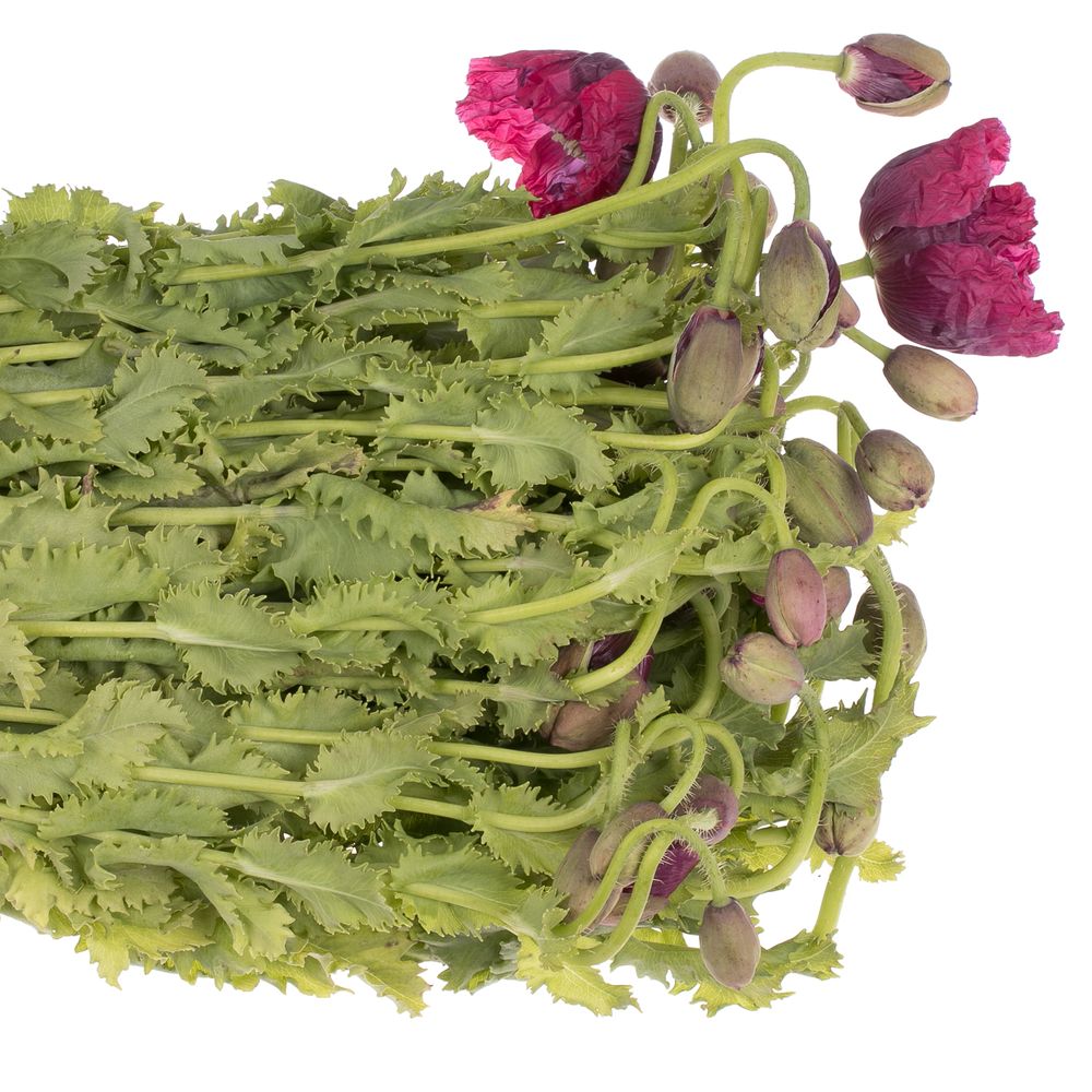 Klatschmohn rot 60