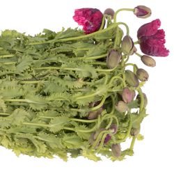Klatschmohn rot 60