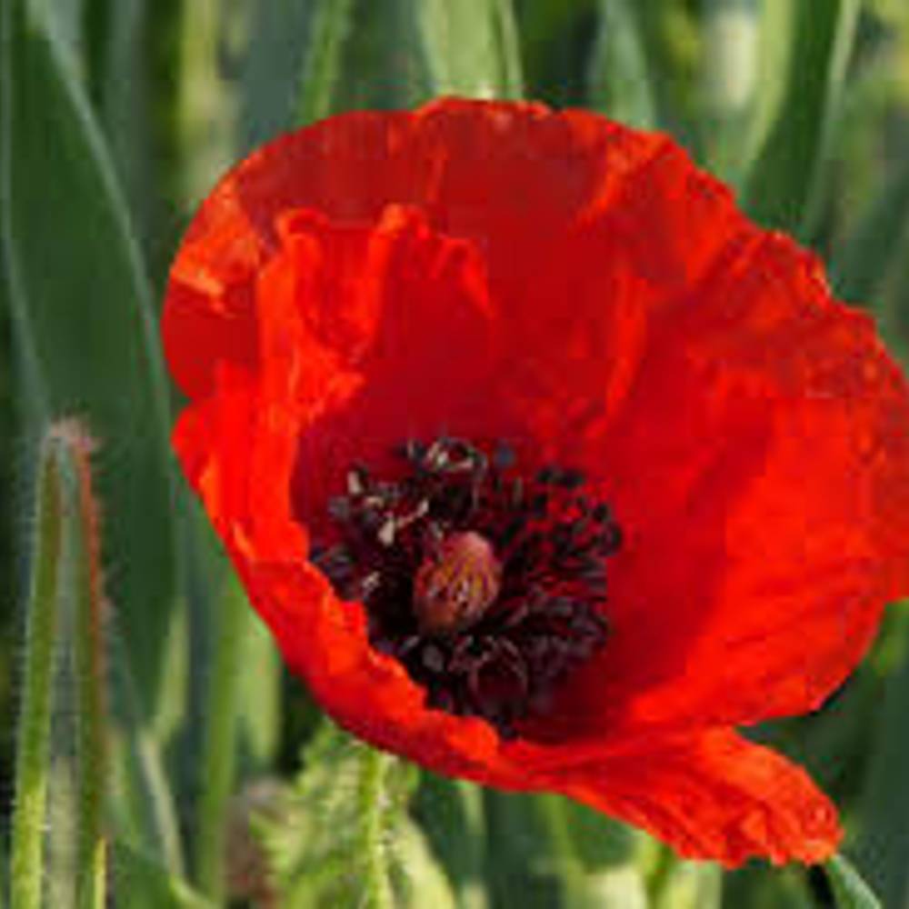 Klatschmohn rot Super 50cm