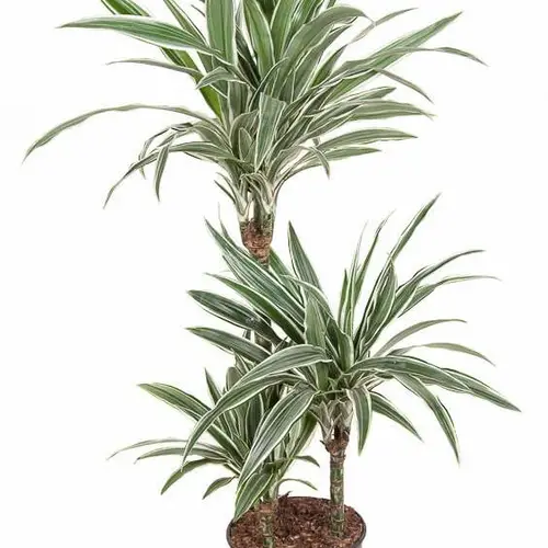 Dracaena 3er Stripe 60-30-15 T21 H100