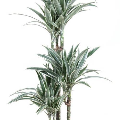 Dracaena 3er Stripe 60-30-15 T21 H100
