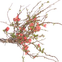 Chaenomeles rosa 90cm