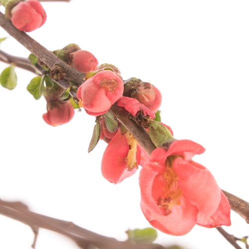 Chaenomeles rosa 90cm