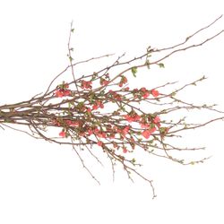 Chaenomeles rosa 90cm