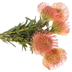 Nutans rosa Ayoba 50cm
