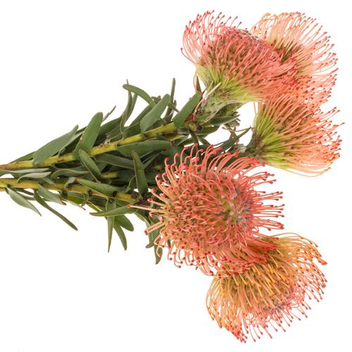 Nutans rosa Ayoba 50cm