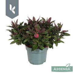 Hebe dunkel rosa Donna Eva T12 H025
