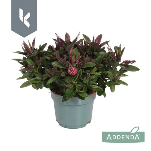 Hebe dunkel rosa Donna Eva T12 H025