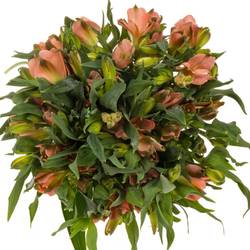 Alstroemerie apricot Charmelia 16+Blüte 75cm
