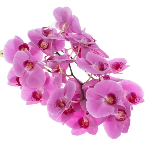 Phalaenopsis lila Valentina 25 Blüte 3 Stiele 