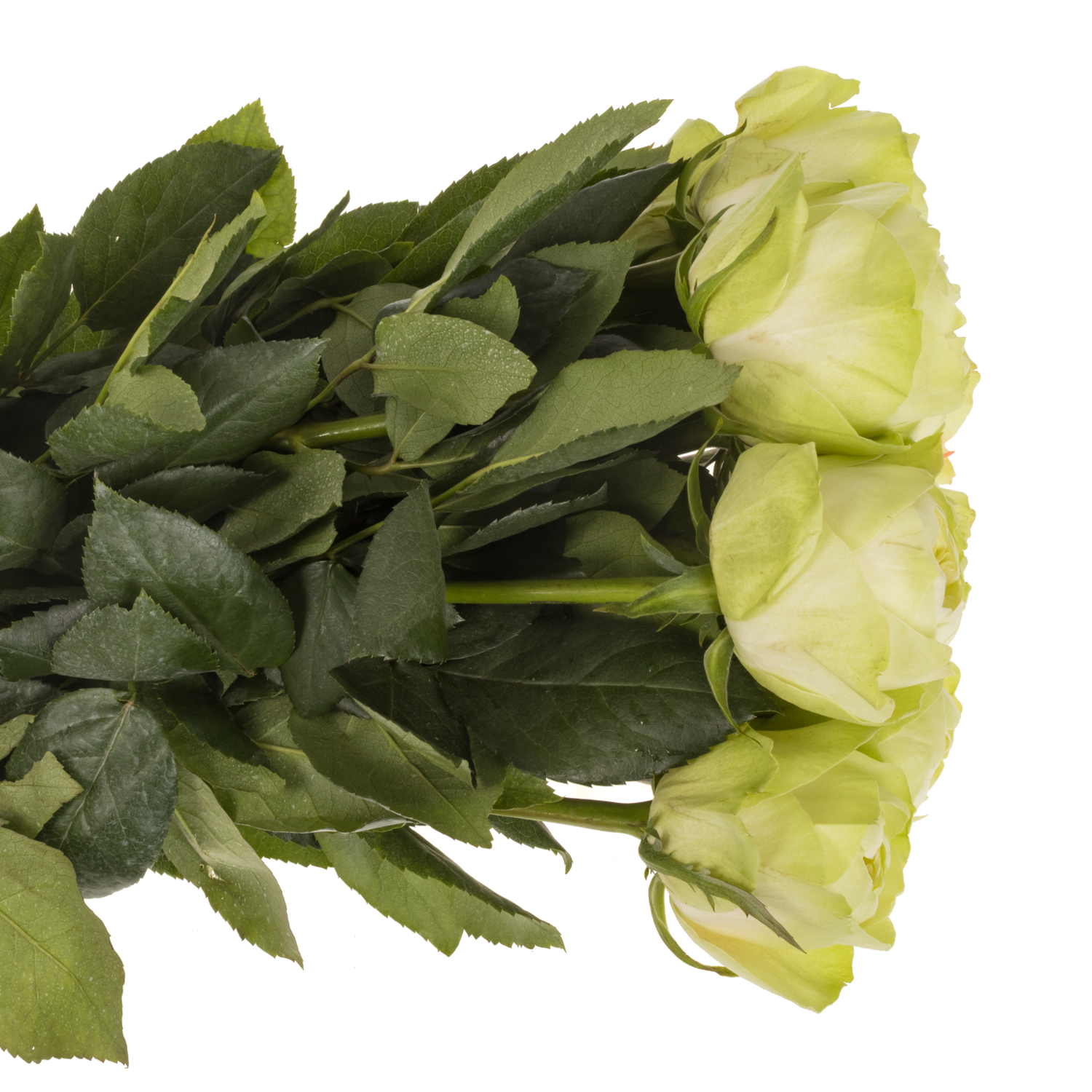 Rose weiss White Kahala 60cm gefüllt