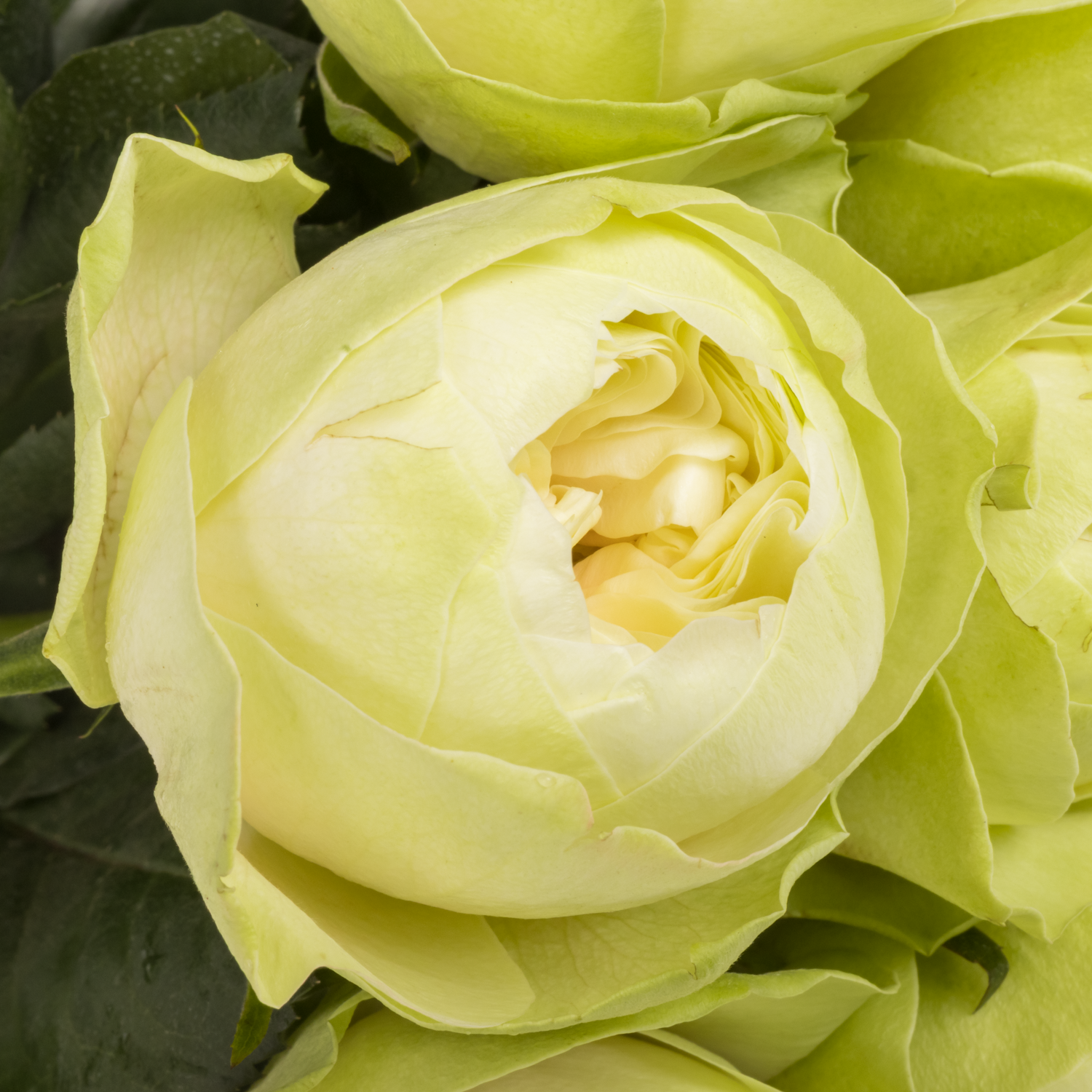 Rose weiss White Kahala 60cm gefüllt