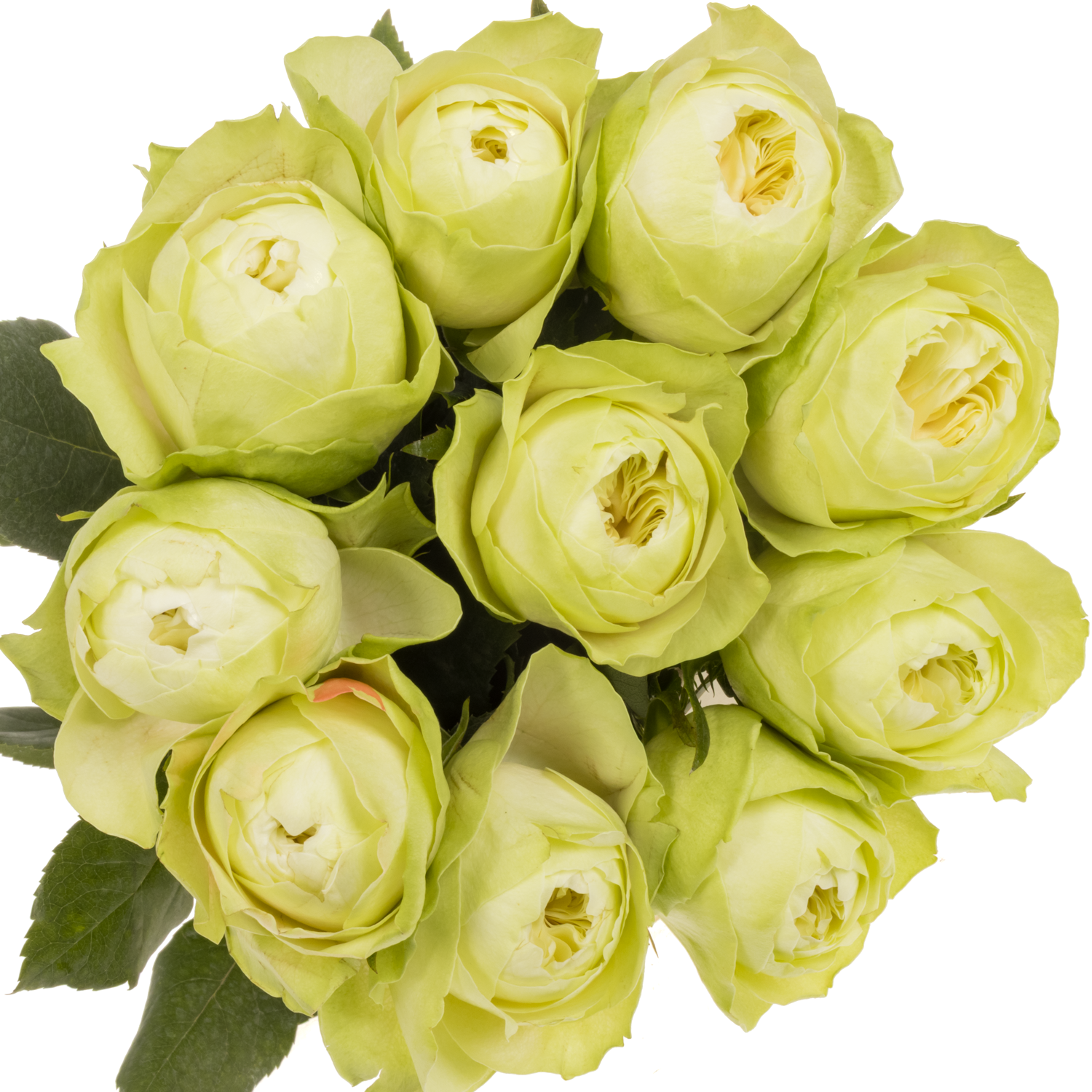 Rose weiss White Kahala 60cm gefüllt