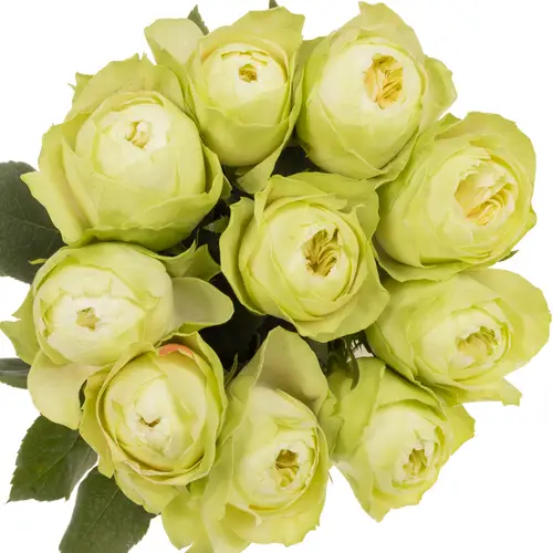 Rose weiss White Kahala 60cm gefüllt
