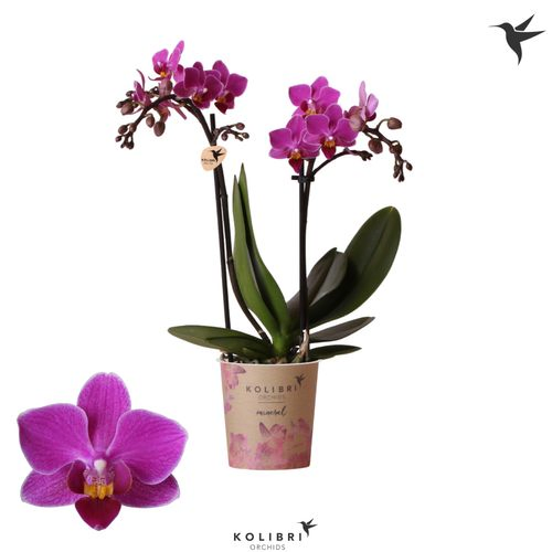 Phal.2-R lila Basel Kolibri T09 H40