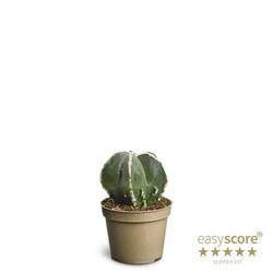 Astrophytum Myriostigma T06 H010