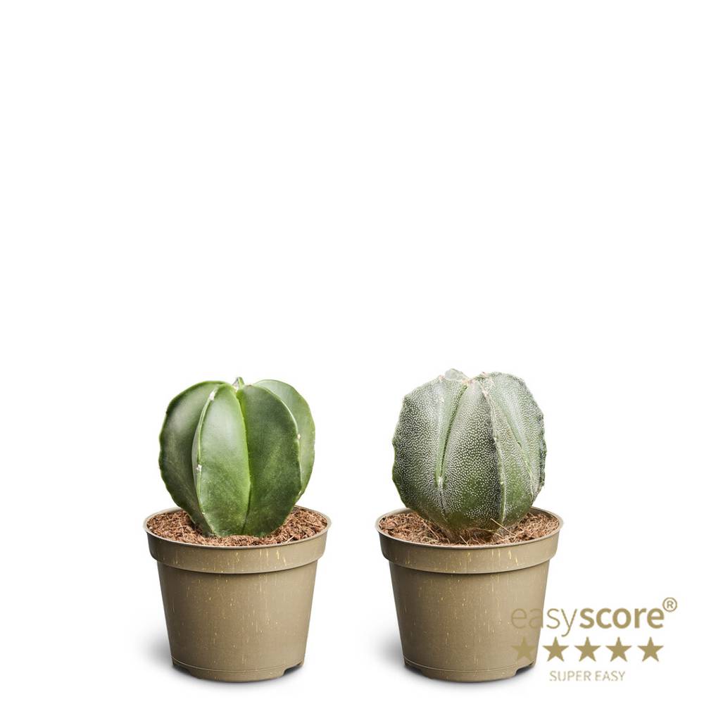 Astrophytum Myriostigma T06 H010