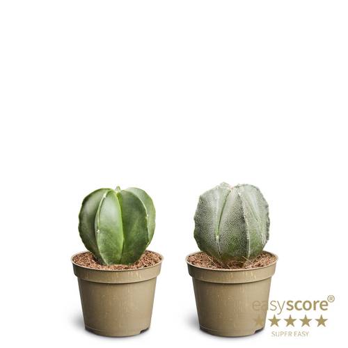 Astrophytum Myriostigma T06 H010