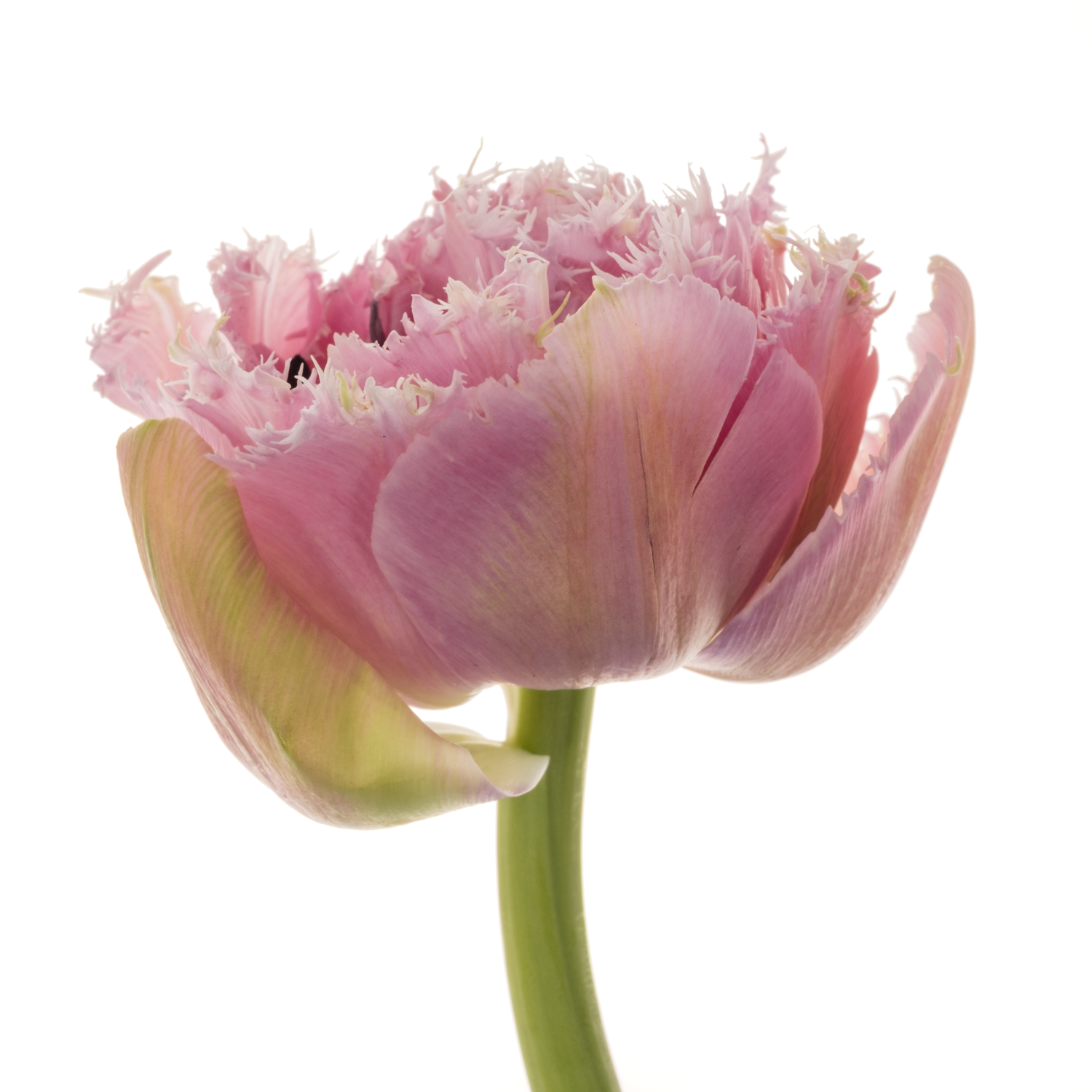 Tulpe pink gezackt Cairns 36 Gramm