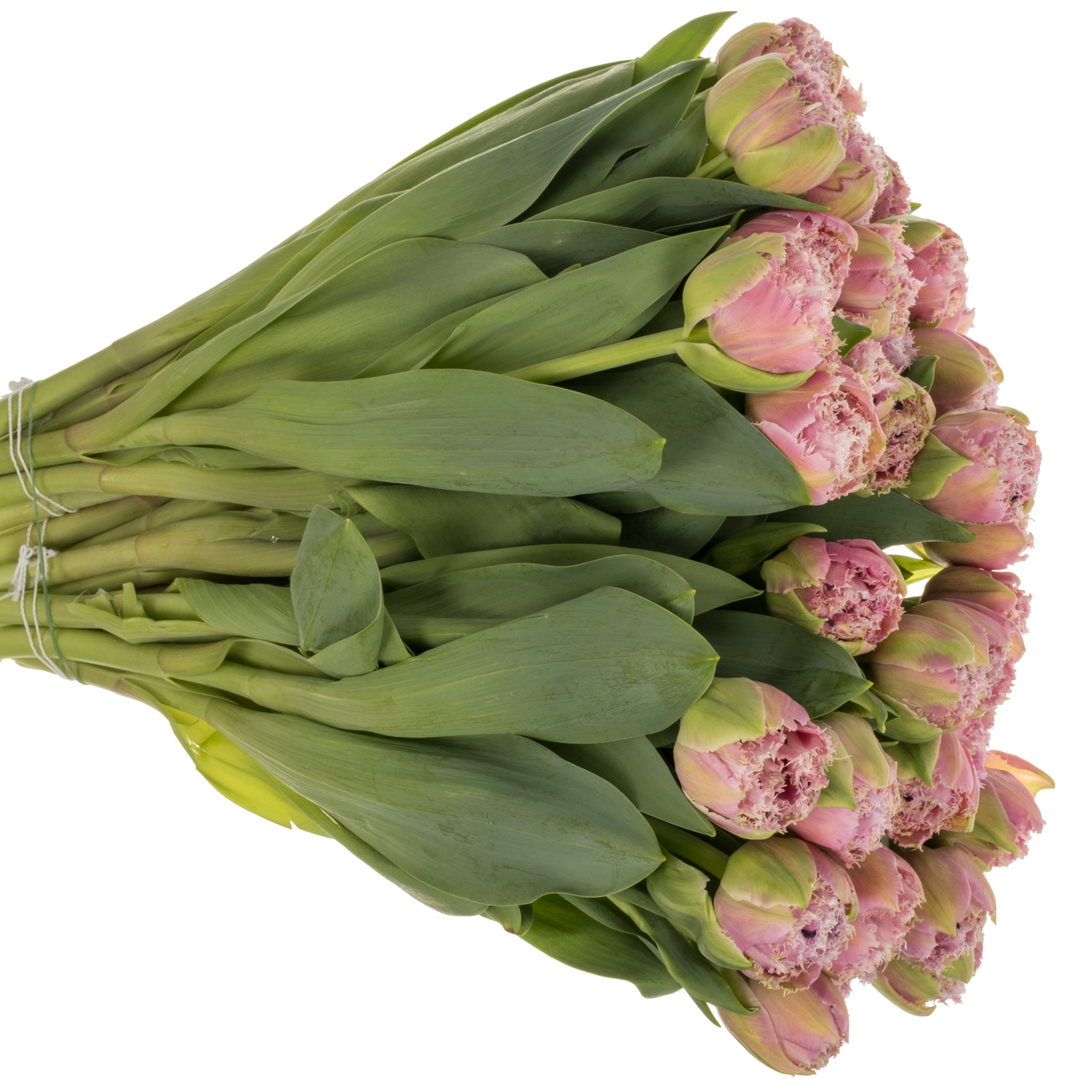Tulpe pink gezackt Cairns 36 Gramm