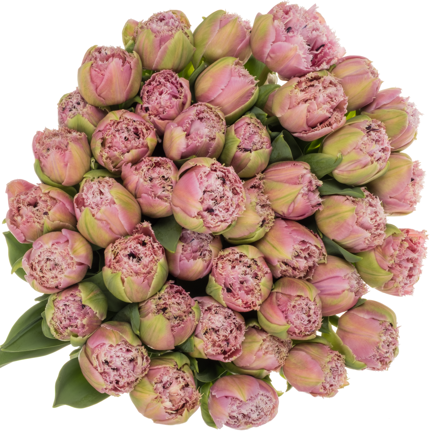 Tulpe pink gezackt Cairns 36 Gramm