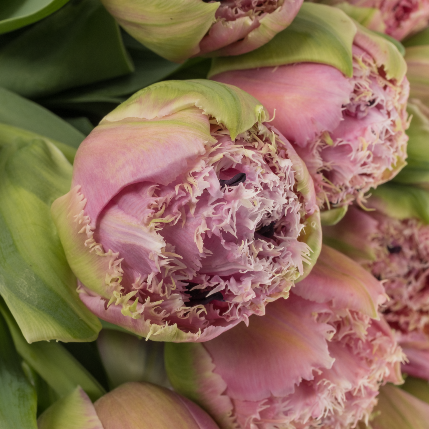 Tulpe pink gezackt Cairns 36 Gramm