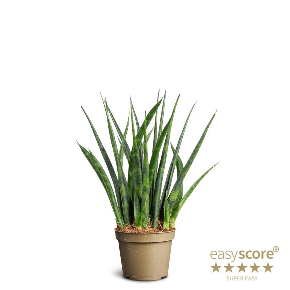 Sansevieria Parva Fernwood T06 H018