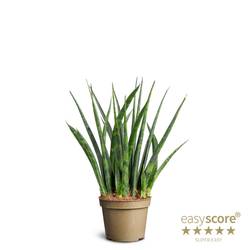 Sansevieria Parva Fernwood T06 H018