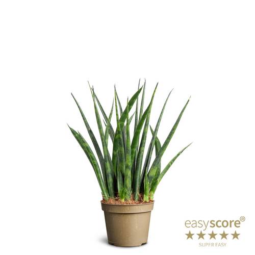 Sansevieria Parva Fernwood T06 H018
