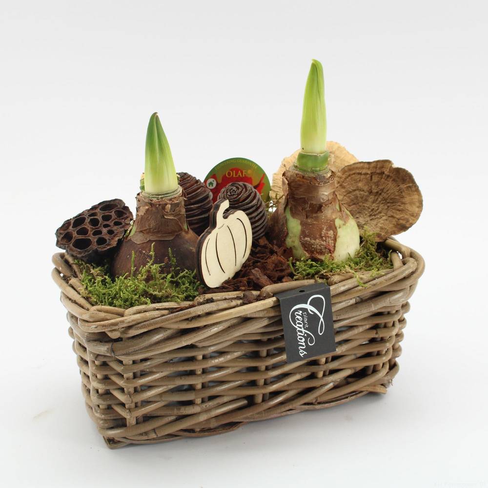 Amaryl.Arr-2515R rote Bl. T27 H030