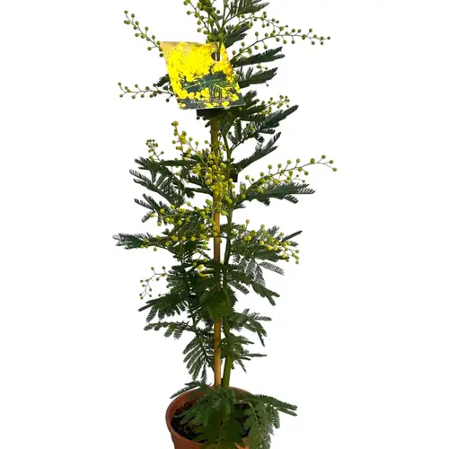Mimosa Acacia Dealbata mit Stock T15 H070